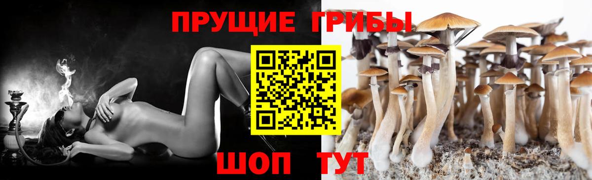Галлюциногенные грибы Psilocybine cubensis Лянтор